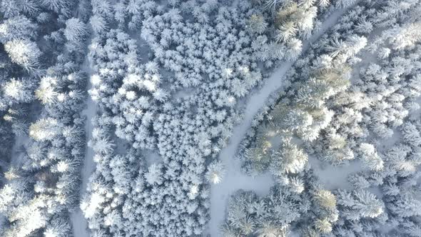 Trees Covered with Snow, aerial view