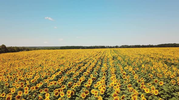 Movement of amazing sunflower fields and meadow under the blue sky in summer. alt