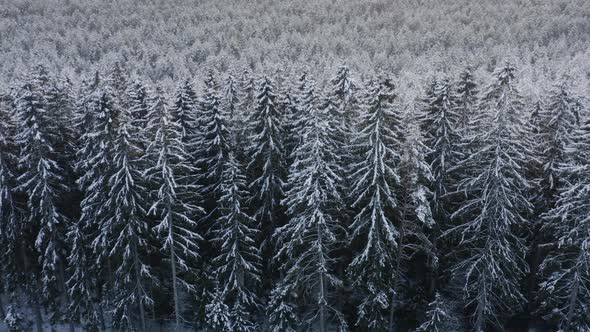 Aerial, pan, drone shot, snowy and frosty spruce trees, on a gloomy, winter day, in Finland alt