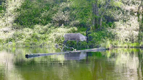 Lone reindeer eats from bush by shore, fallen tree in still water alt