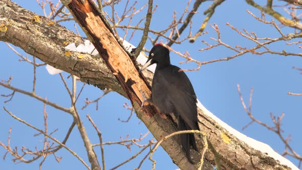 Black Woodpecker using its bill to dig for insects in a tree alt