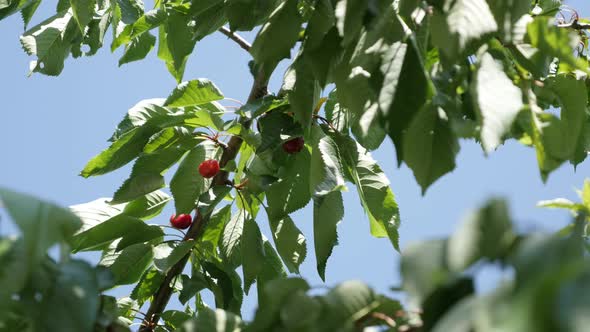 Prunus avium orchard   against blue sky 4K 2160p 30fps UltraHD footage - Close-up tree branches of w alt