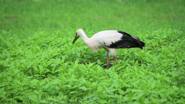 White Stork