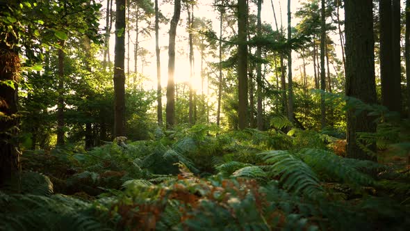 Forest floor at sunrise with brachen