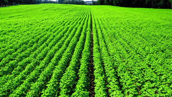 Aerial view of green sunflower field in summer alt