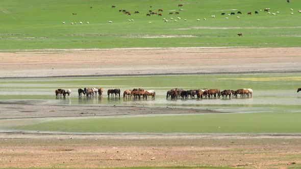 Free Herd of Wild Horses in Natural Lake Water alt