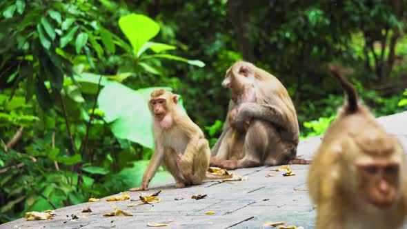 A Family of Monkeys Lives in A National Park. Tropical Forest, Eating Bananas and Nuts alt