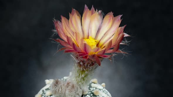 Astrophytum Flower Timelapse of Blooming Cactus Opening