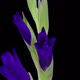 Time-lapse of opening purple gladiolus flower - VideoHive Item for Sale