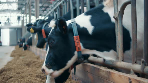 Chipped Cow is Eating Hay Off the Farm's Floor alt