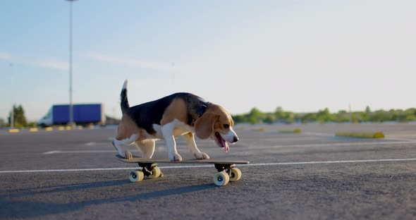 Beagle Dog Rides a Skateboard Outdoors alt