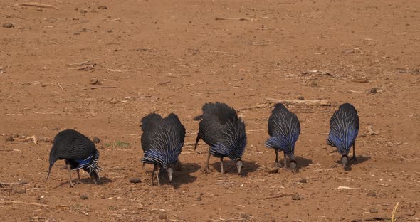 Vulturine Guineafowl, acryllium vulturinum, Group at Samburu Park, Kenya, Real Time 4K alt