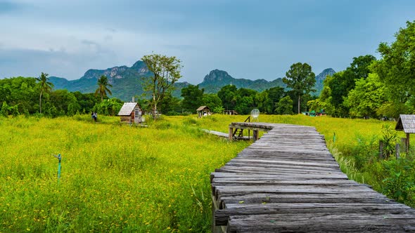 time lapse of yellow cosmos flowers blooming with wooden bridge in Lopburi, Thailand