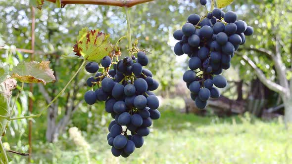 Ripe grapes in the garden