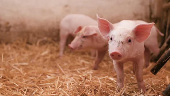 Pigs on Livestock Farm, Pigs Farm, Livestock Farm. Modern Agricultural Pigs Farm alt