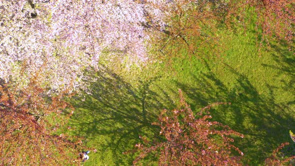 Top Shot view of Young woman with long hair enjoys spring garden in bloom. Happy girl running alt