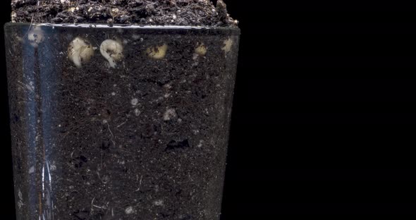 Fresh Bean Growing Macro Time Lapse alt