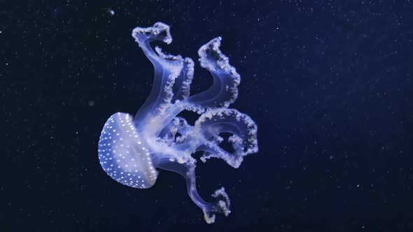 White-spotted Jellyfish Underwater on Blue alt