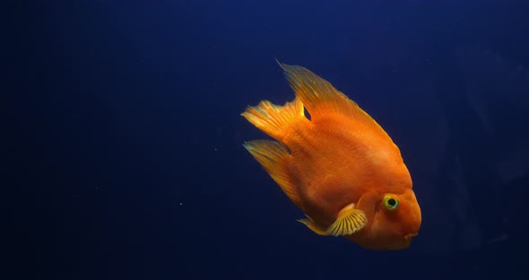 Midas Cichlid, amphilophus citrinellus, Fish swimming in a Freshwater Aquarium, Slow Motion 4K alt