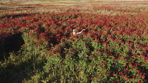 A vast field of red flowers and a girl