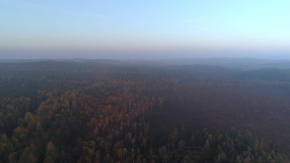 Aerial View of Misty Forest Bog Early Morning