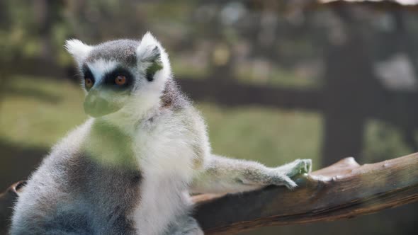 Ringtailed Lemur Lemur Catta in Zoo Park alt