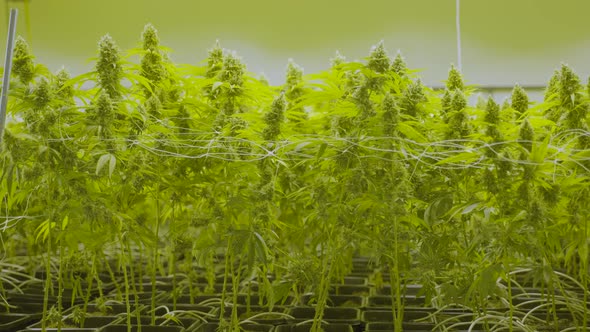 Dolly in of large cannabis plants growing in a nursery alt