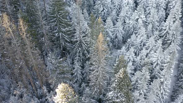 Aerial view of Trees Covered with Snow