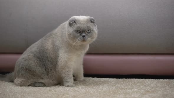 Cat With Thick Fur Wearing Blue Collar, Flea Repellent Protection at Home alt