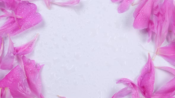Rotating Backgroundframe or Circular Composition of Pink Peony Petals on a White Background