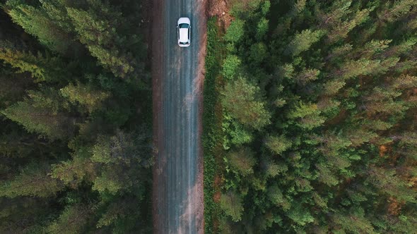 View from above of driving car in pine tree forest