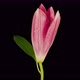 Time Lapse of a pink Lily blooming - VideoHive Item for Sale