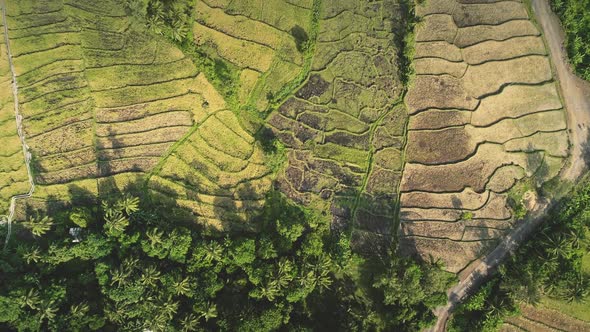 Top Down of Rural Field Meadow Aerial alt