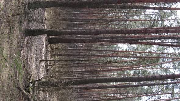 Vertical Video of Trees in a Pine Forest Slow Motion alt