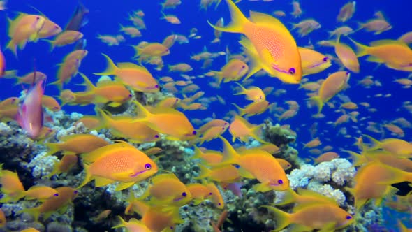 Underwater Colorful Happy Tropical Fishes alt