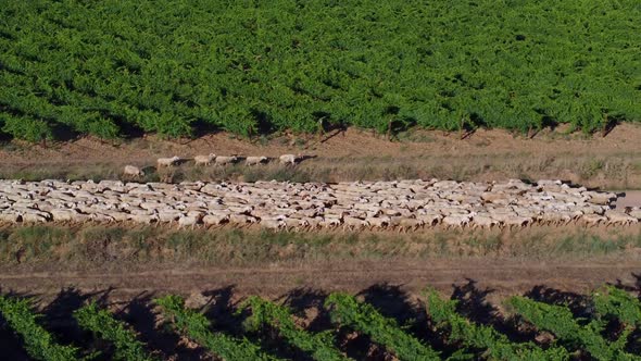 Sheep in the field seen from the air alt
