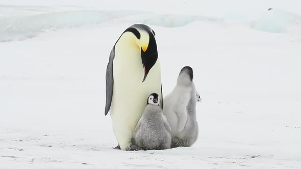 Emperor Penguin with Chicks in Antarctica
