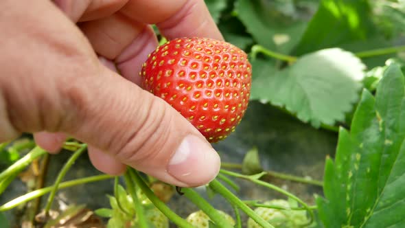 A Female Hand Picks a Ripe Strawberry on a Garden Bed