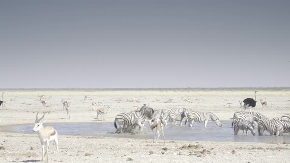 Zebras Fighting at Waterhole