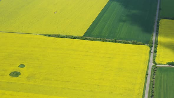 Blooming Rapeseed Field 22 alt