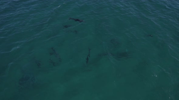 Aerial View Of Pod Of Bottlenose Dolphins Swimming In The Turquoise Seascape - drone shot alt
