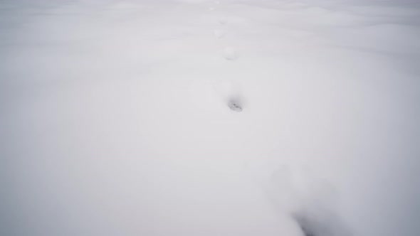 Fox tracks in the snow. Traces of wild animals on the white snow in the winter in the forest alt