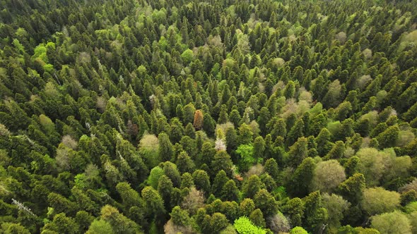 Horizonless Evergreen Coniferous Forest