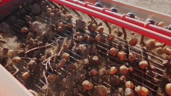 Potato Harvesting alt