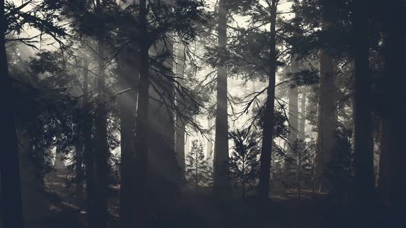 Black Tree Trunk in a Dark Pine Tree Forest alt