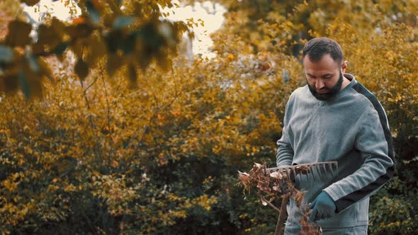 Brunette Man Removing Dry Leaves From the Rake in the Yard alt