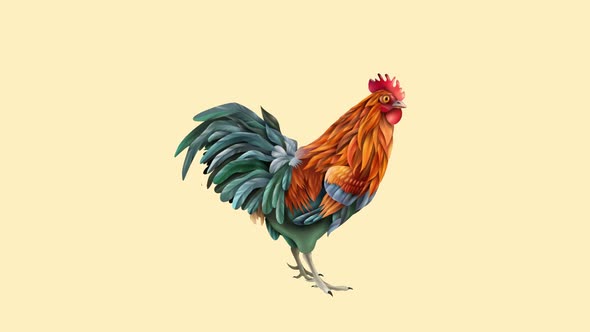 Rooster animation