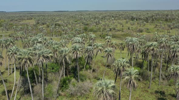 Aerial over Palm Grove, Argentina. Palm trees, savanna, nature, wildlife. Dreamy landscape. Flying b alt