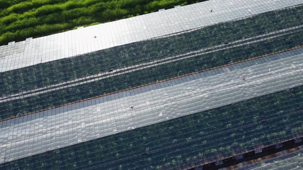 Top View of Large Hothouse with Fresh Organic Plants alt