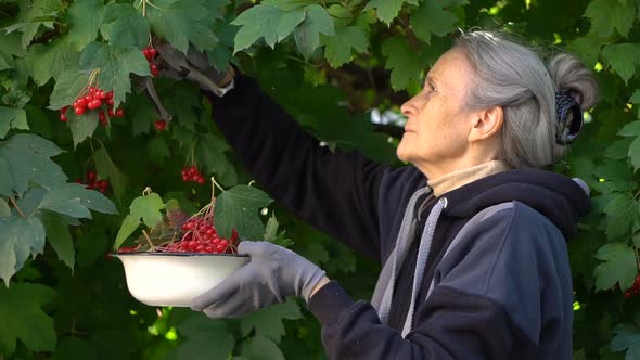 Happy Beautiful Senior Woman is Holding Red Berries of Guelder Rose and Showing Them in the Garden alt